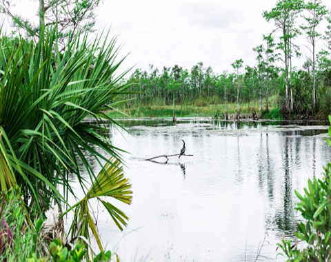 A bird sitting on a branch in the middle of an everglade