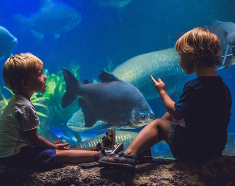 Kids looking at fishes at an aquarium
